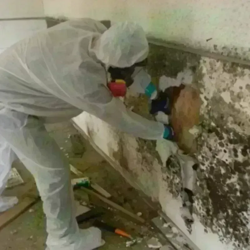 Mold Remediation and Removal in Belle Fourche, SD